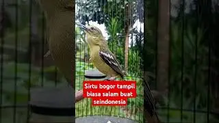 Burung sirtu gacor  nada biada tapi luar biasa