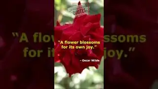 quotes-4 (flower)#Shorts