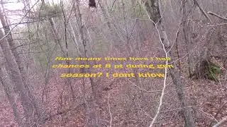 2024 NH Gun season  8 pt Walks by