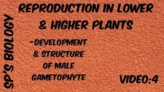 Development & structure of Male Gametophyte