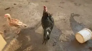 Sultan ka jora laga diya // cheaty ki wife sultan to dy de // salo pet house