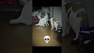 Cats are dramatic ☠️