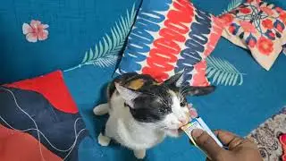 Expressive & innocent cats ❤️ #catvideos #cat