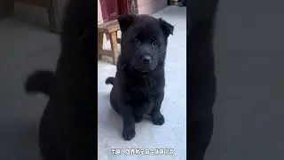 Discovering China's Native Five Black Dogs - Rural Charm & Indigenous Heritage
