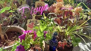 5 Growing Styles For Money Plant | Money plant interior Decoration | Money Plant Ideas