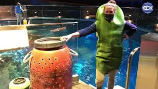 National Pickle Day in the GOT!