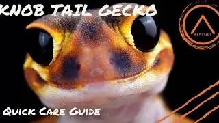 Knob Tail Gecko Quick Care Guide