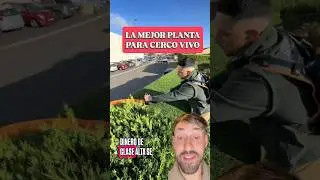 Planta Ideal para CERCO VIVO! Privacidad y Elegancia 🌲