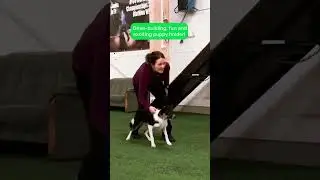 Building drive in dog training!