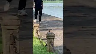 Sparrows at West Lake, Hangzhou, China #shorts 杭州西湖边的麻雀