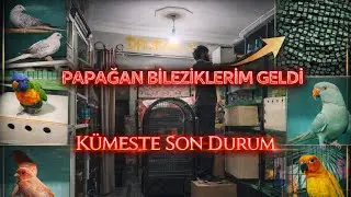 🦜PAPAĞAN BİLEZİKLERİ NEDİR NE İŞE YARAR...❓DERNEKTEN PAPAĞAN BİLEZİKLERİM GELDİ 👉KÜMESTE SON DURUM