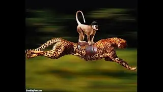 Cheetah vs monkey Best Video Of The Year;  2016