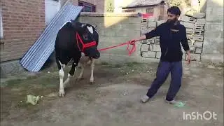 KASHMIRI HF COW 2ND LACTATION 1ODAYS ONLY HEIGH MILKING 30PLUS LOCATION BUCHROO KULGAM NO 77809370O7