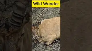 Markhor (Capra falconeri)