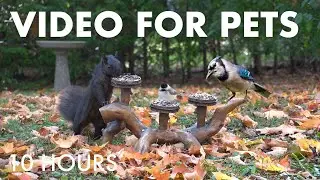 Saturday Morning Cartoons for Pets 🐱 - 10 hours of Backyard Birds and Squirrels - Nov 01, 2025