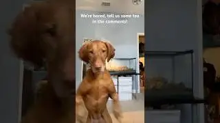I&rsquo;ll try to read all the comments! #foryou #fypシ゚ #funny