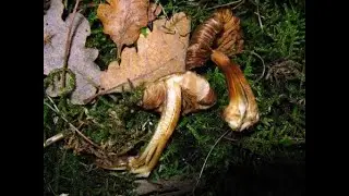 Inocybe asterospora. Champimaginatis. English Text.