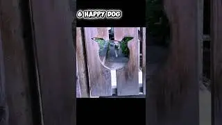 &ldquo;WAIT&mdash;this animal should NOT be this funny 😭&rdquo; #shorts