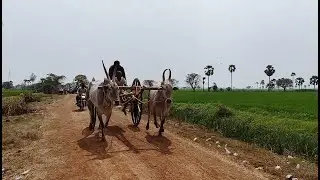 chebrollu state level junior category Bull race 🐂🏆🐂 Hukkampetta Bulls