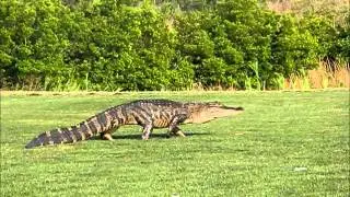 Alligator Chase
