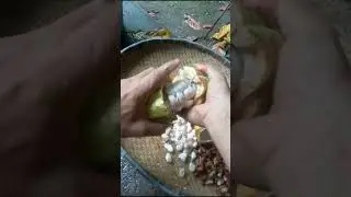 ORGANIK CACAO.Vlog#2046#pongsetras#agriculture#herbal#animal#animalmedicine
