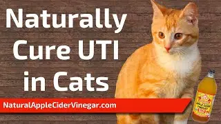 Apple Cider Vinegar Remedy for Cat Urinary Tract Infections