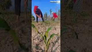 मकै गोडन सुरु भयो हाम्रो तिर  #youtubeshorts #villagelife
