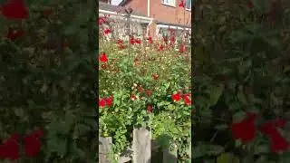 SALVIA HOT LIPS