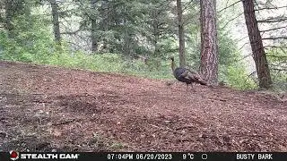 Wild Turkey Family