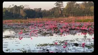 #nature#reels#reelsyoutube#reelitfeelit#sound#music#feeling#trendingreel#viral#1mviewers#minivlog 