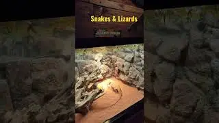 Snakes and Lizards #shorts #viral  #deadly