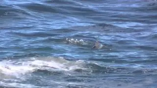 Dolphins.. from Oceanette