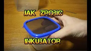 Jak stworzyć inkubator dla kokonu i nimf?! | Arachnolandia
