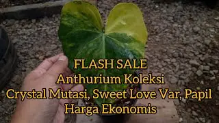 FLASH SALE 24 Oct 25 Anthurium Collection Crystal Mutation, Sweet Love Var, Papil, Luxu Hybrid Ec...