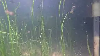 Lake Geneva, Wisconsin. This is the observation of pan fish around the structure in the lake.   4K