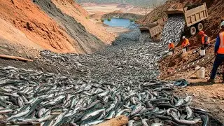 Mezzo Milione Di Salmoni Tornò Nel Fiume Elwha Dopo 100 Anni – È Incredibile