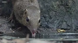 Northern Treeshrew drinking water | Indochinese Ground Squirrel Drinking Water | Listen nature sound