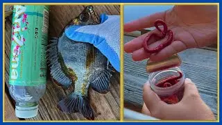 I Fish Using The Gulp Nightcrawlers And Caught Huge Daddy Bluegills On Red Worms