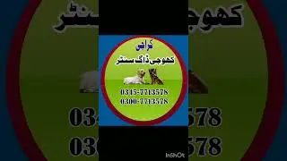 Army Dog Center Karachi &bull; Khoji Dog Center Karachi &bull; Fuji Kutta &bull; Foji dog &bull; Sniffer Dogs