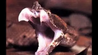 Snake Bytes TV - Snake Bites a Moth Ball? SnakeBytesTV