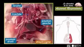 La dissection de la souris_appareil respiratoire (3sur7)