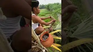 Unseen Village Skills! Extracting Date Palm Sap #shorts