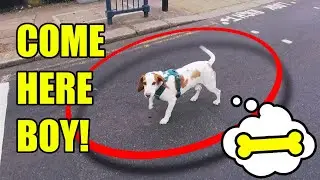 Runaway Dog in Traffic - Cyclist Helps!