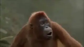 Der affe