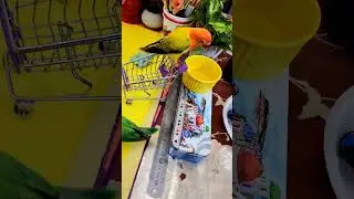Funny Lovebird Singing & Playing 🎵 Charming Pet Parrot Moments #parrot #birdvideos