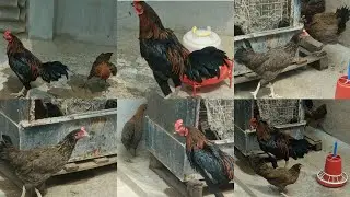 Pure Desi murgi 2.female 1.male available in Hyderabad #hen #vlog