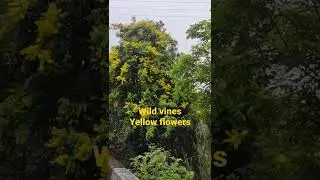 wild vines,yellow flowers