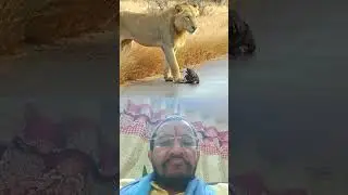 #lion #wildlife #wildanimals #ranavlogsd2x #babyhyena
