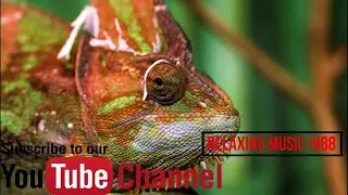 Beautiful Nature Video & Relaxing Music1988/ Wildlife Animals Collection in 4K ULTRA HD