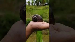 Apakah siput benar-benar lambat? Ini buktinya!